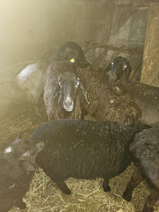 матки с ягнятами