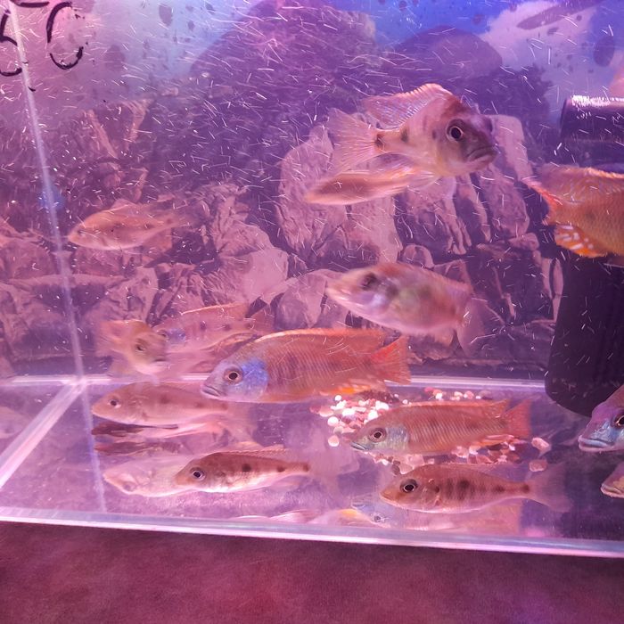 Продам рыбок Наннакара неоновая.