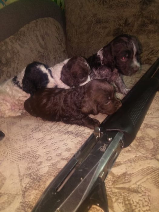 Продам чистокровных спаниелек