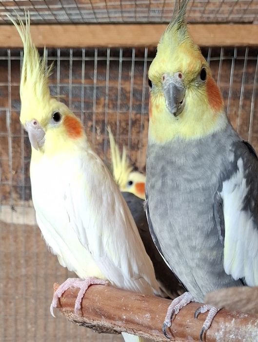 Корелла 1.5 года,
