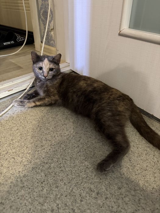 Отдам кошку бесплатно