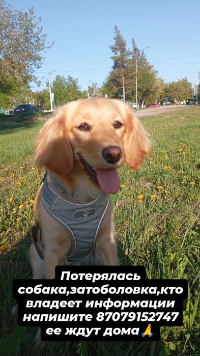Пропала собака , затоболовка