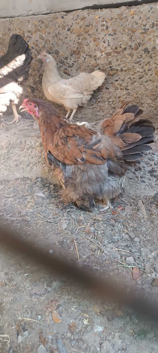 Brama  tovuqlar sotiladi