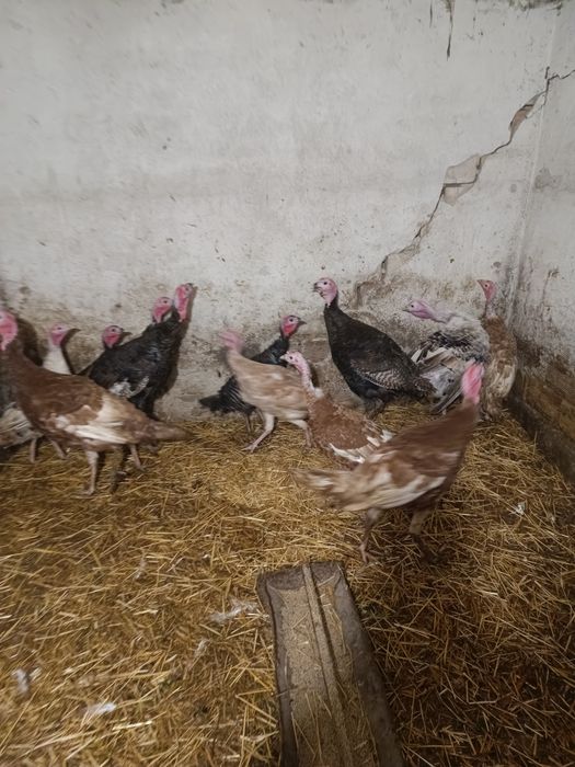 Продавам един пуяк и две пуйки