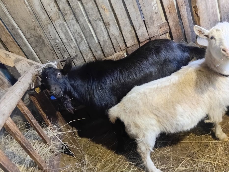 Занен Теке сатылады.