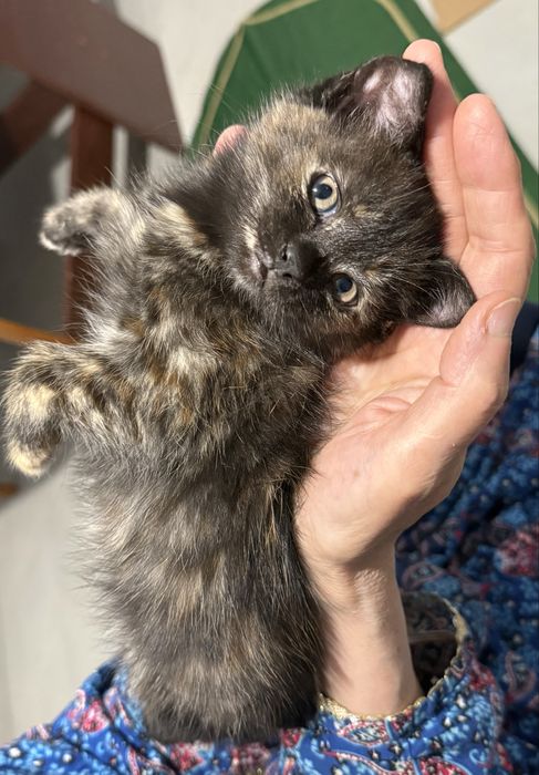 Котенок в добрые руки