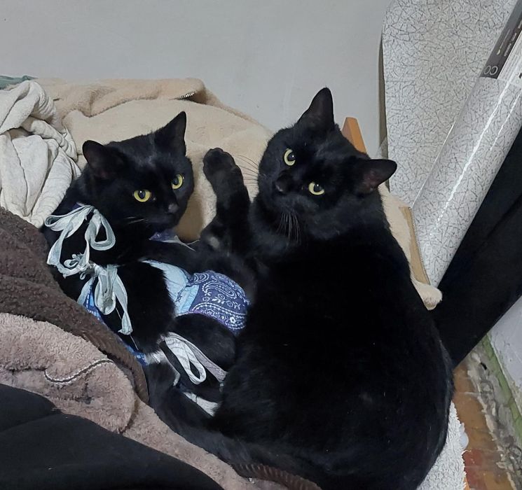 Кошка ищет семью и дом