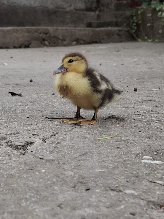 Vând pui de rață