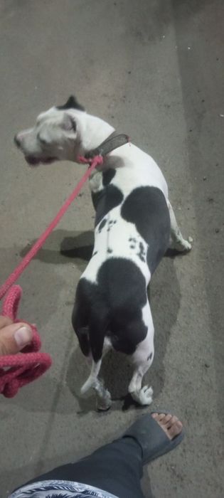 Pitbul urg'ochi 3 marta tuqan odamga beziyon