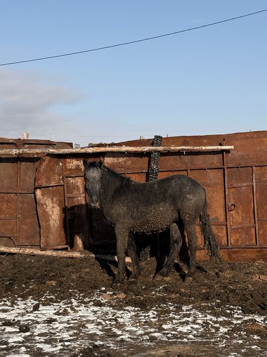 Продам айгыр полутяж
