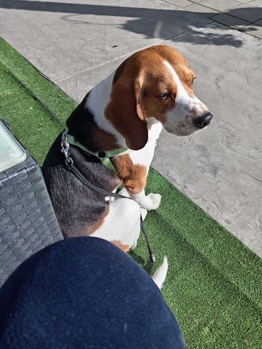 Куче си търси женска