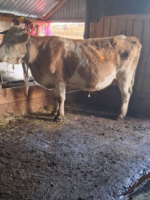 Vând vaca baltata gestanta 8  luni