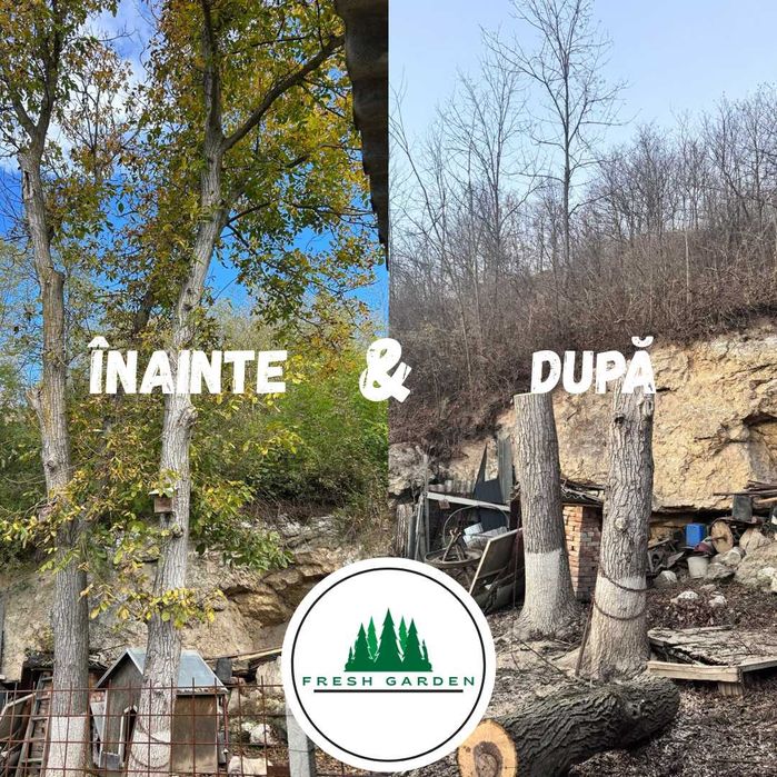 Taieri Toaletare Copaci Pomi Arbori Cluj Arborist