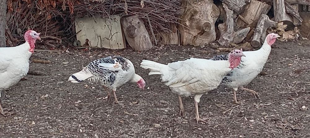 Kurkalar sotiladi narxini kelishamz