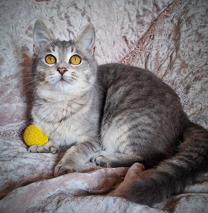 Отдам даром в добрые руки