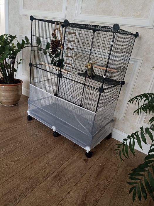 Продам Корелла попугай