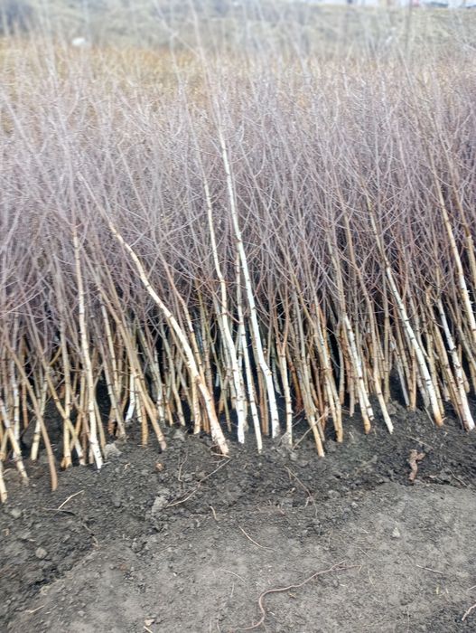 Doriti sa impaduriti cu puieti de salcam proaspăt recoltati