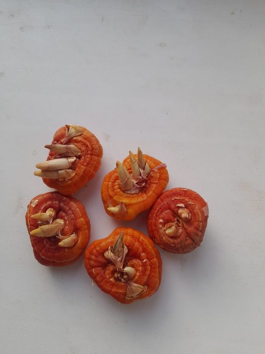 Луковицы гладиолусов