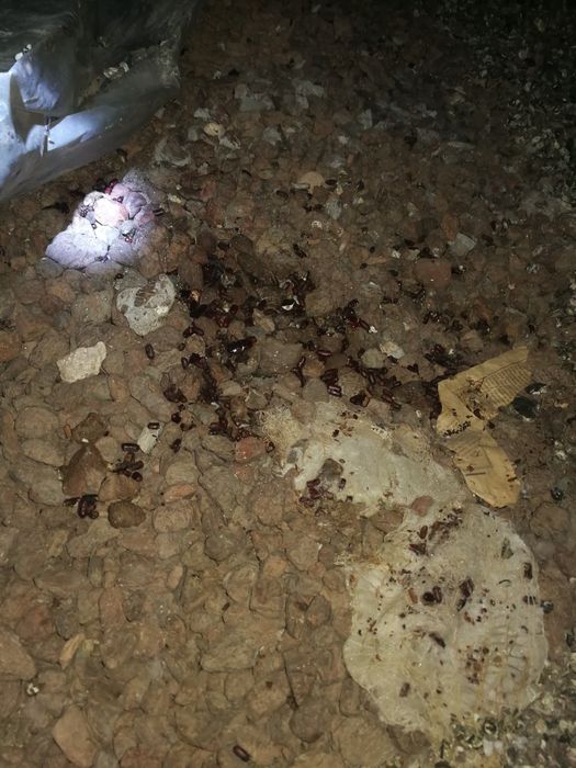 Почистване на тавани"подпокривно пространство" от гълъби