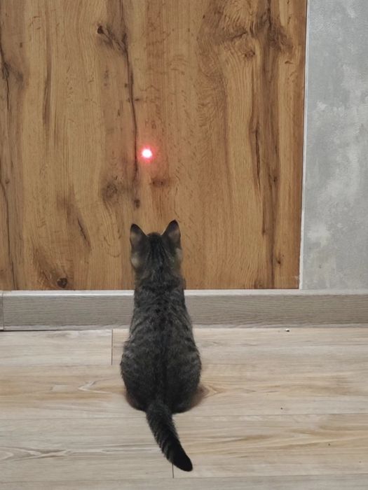 Отдам котенка в хорошие руки!