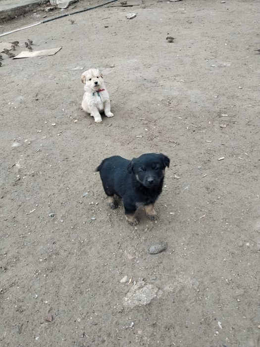 Отдам щенят в добрые руки!!!