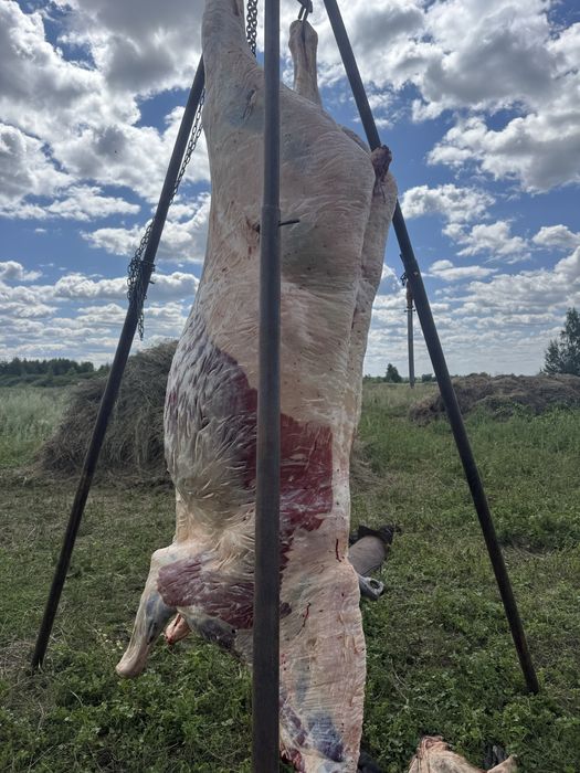 Мясо Конины всегда