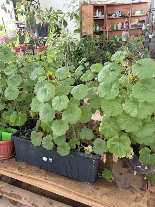 цветы комнатные разные