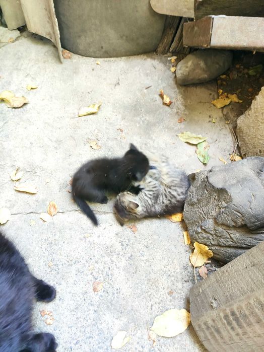 Продажа котят в хорошие руки