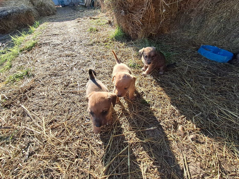 Дакели кученца ..