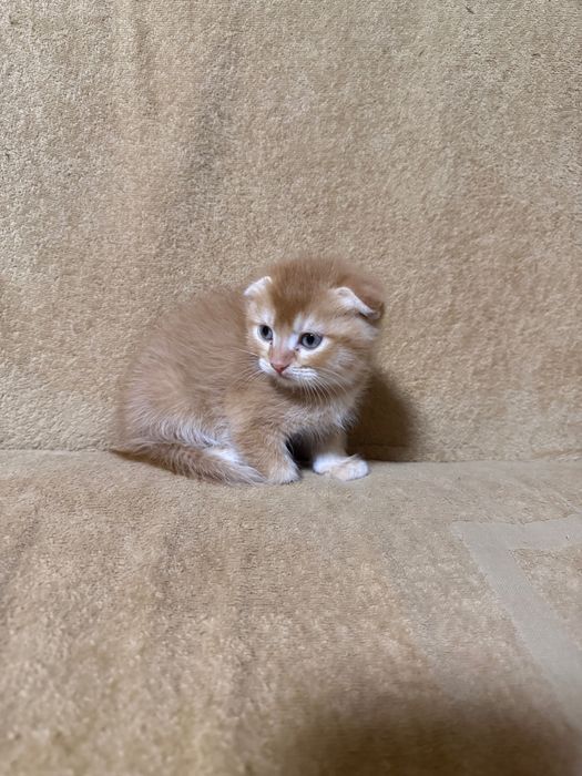 Продаются котята