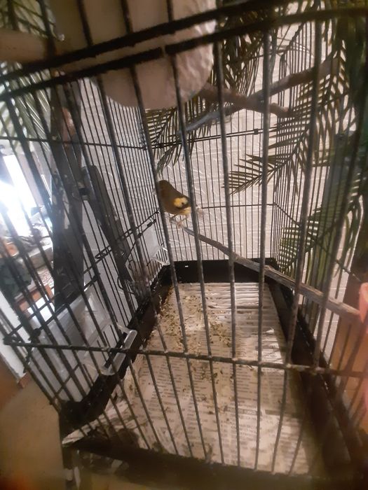 Щеглы кенары самцы есть