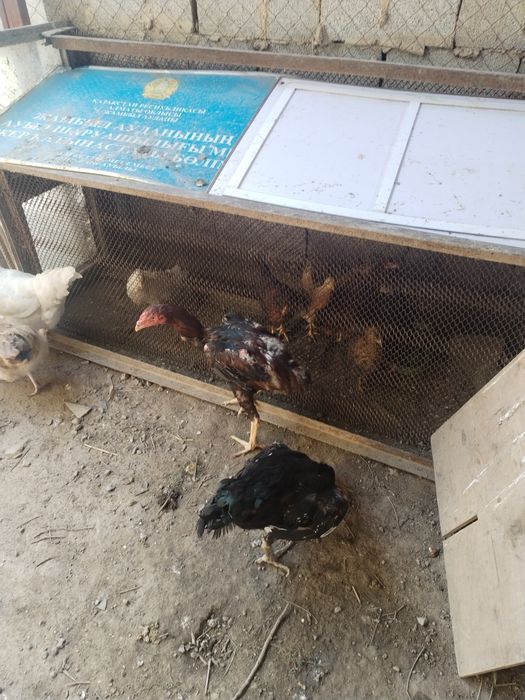 Продам дакан курей