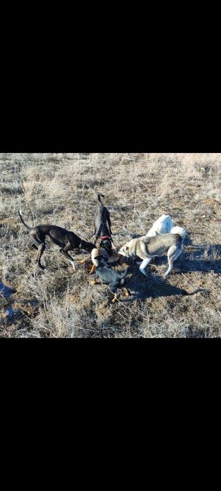 Лайка Западна сибирская