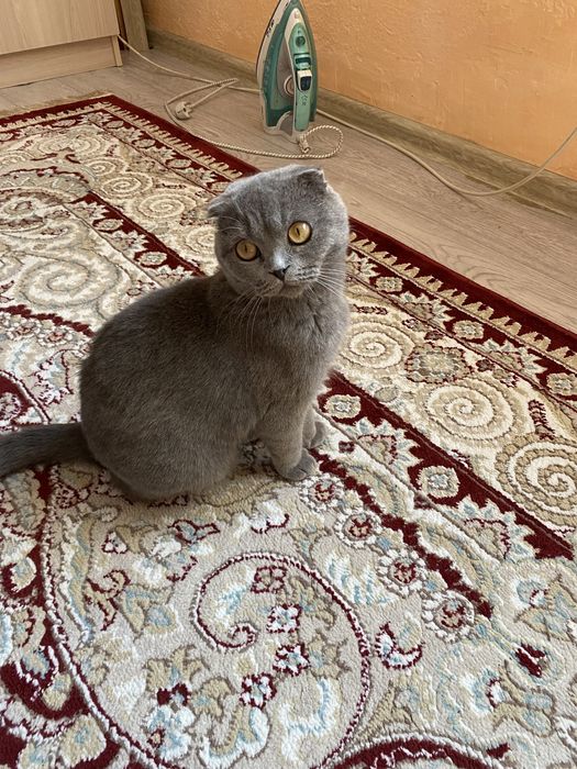 Шотландская вислоухая кошка