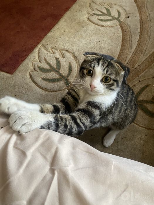 Scottish fold (Шотландская вислоухая)