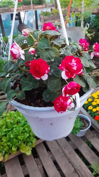 Петуния цветы рассада