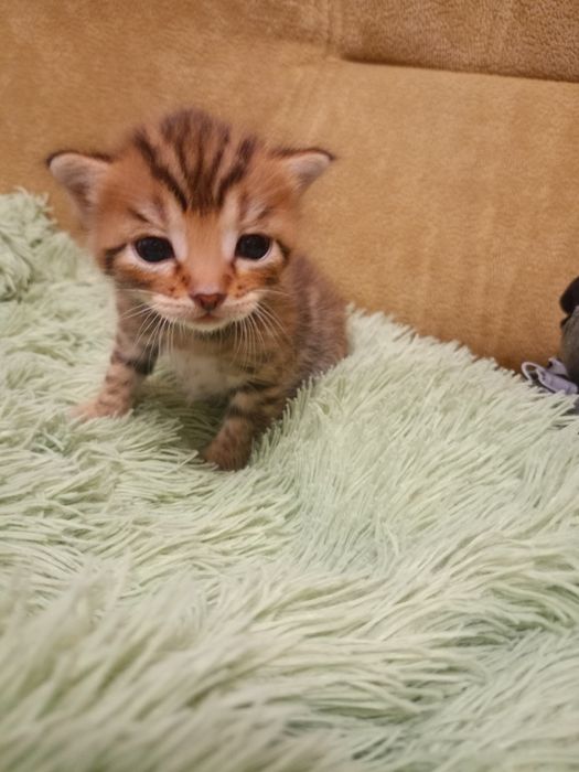 Красивые породистые котята