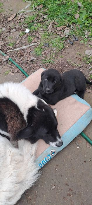 Каракачанка/ лабрадор