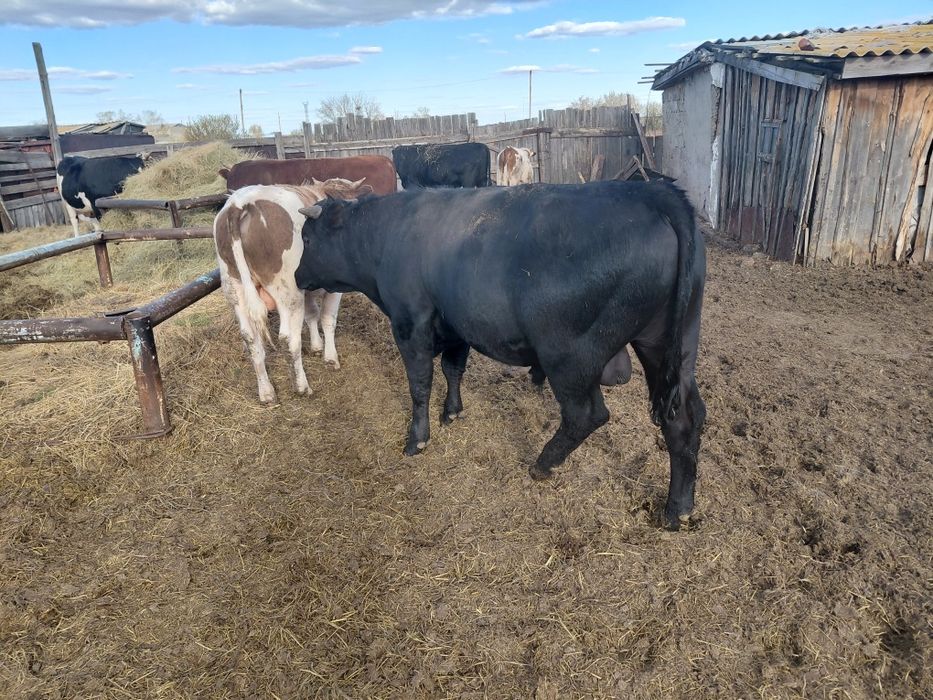 Продам быков в количестве 7 голов