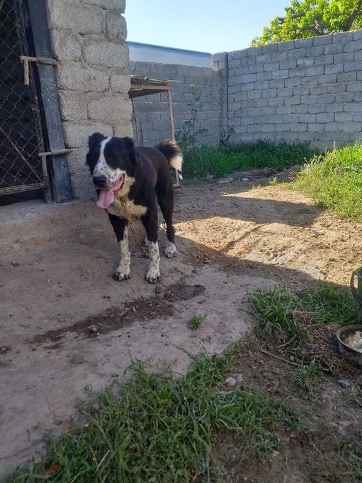 Ит сатылады 9 айлық