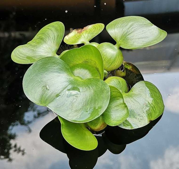 vand set de 15 zambile de apa sau salate de de apa - Pistia