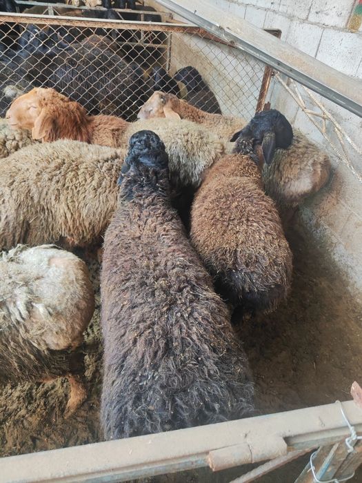 Кучкорлар сотилади