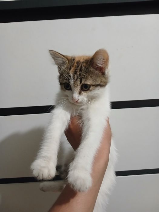 3 месеца котятаа