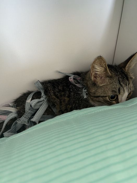 Кошка ищет домик