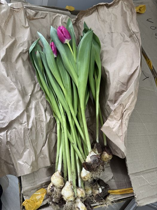 Тюльпаны оптом от 500шт-450шт/тг.