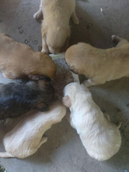 Щеночка в добрые руки