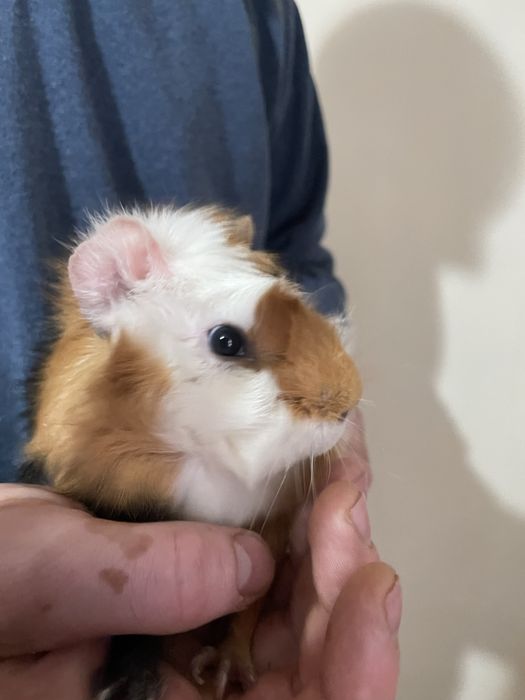 Vând un porcusor de guineea