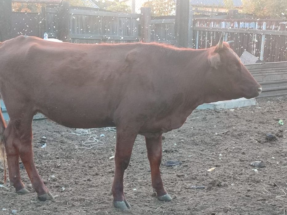 Продам телку нетель стельная