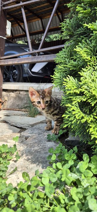 Бенгальские котята