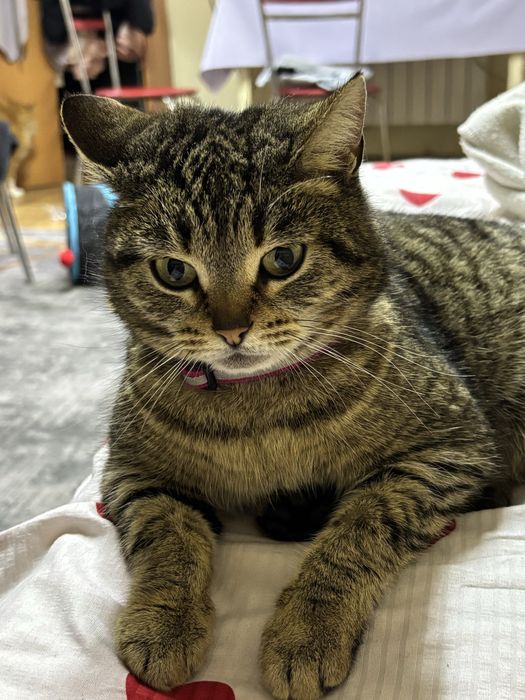 Кошечка в добрые руки